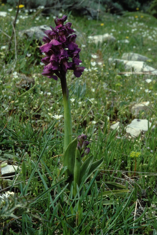 Orchidee in una villa vicino a Piediluco (Terni)